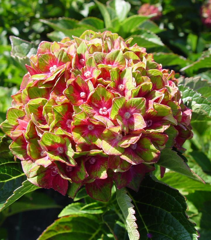 Hydrangea macrophylla Next Generation® Pistachio