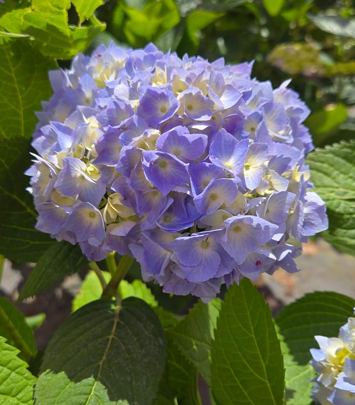 Hydrangea macrophylla Nikko Blue