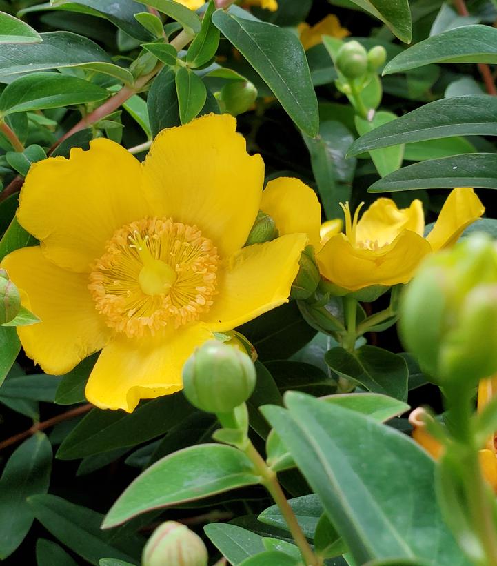 Hypericum patulum 'Hidcote'
