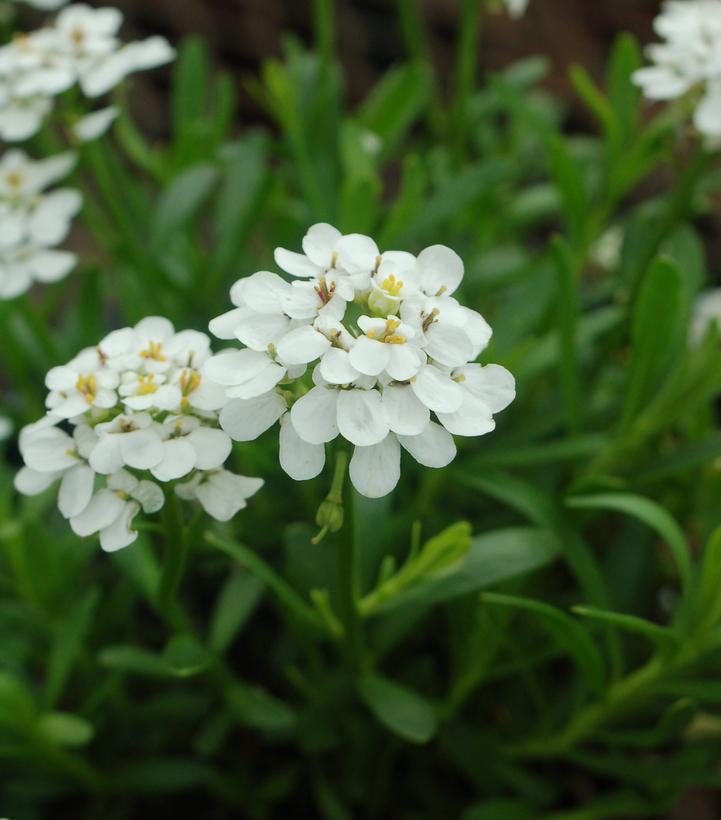 Iberis sempervirens Snowflake