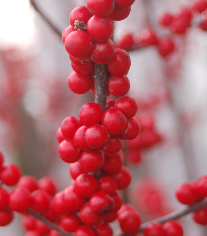Ilex verticillata 'Winter Red'