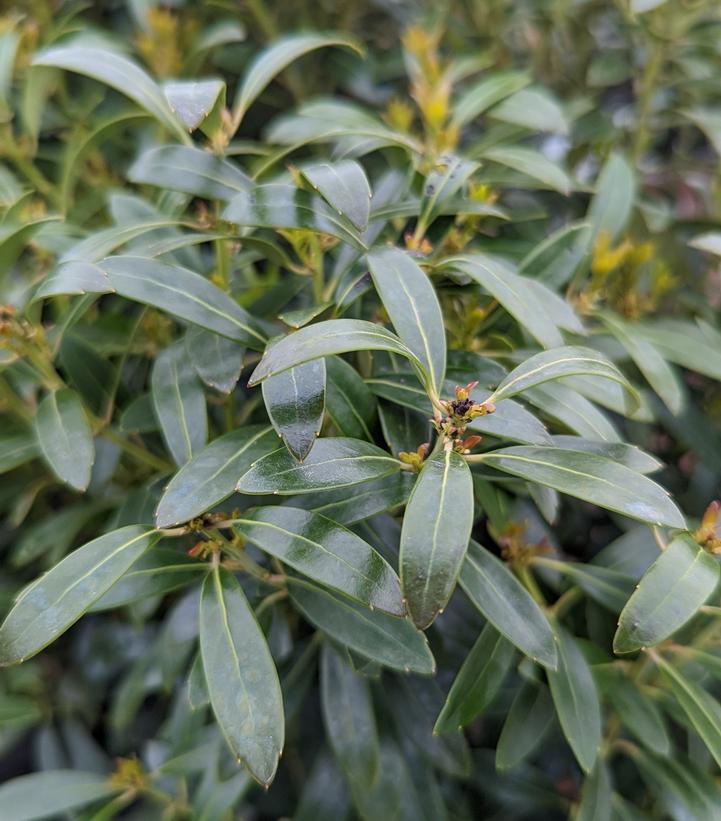 Ilex glabra 'Shamrock'