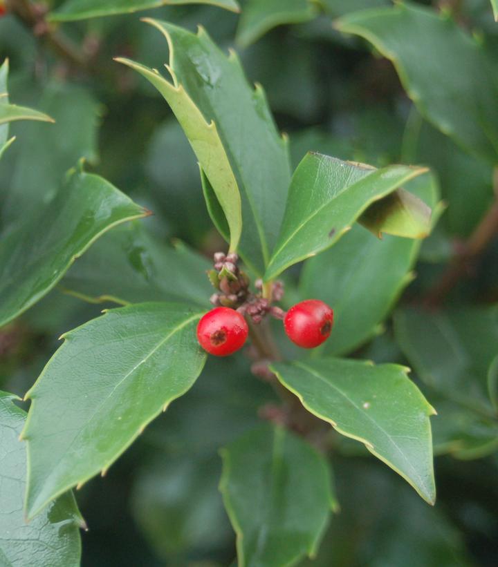 Ilex x meserveae 'Blue Maid'