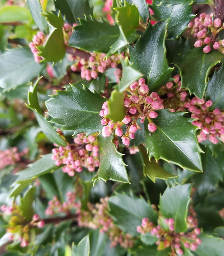 Ilex x meserveae 'Blue Prince'