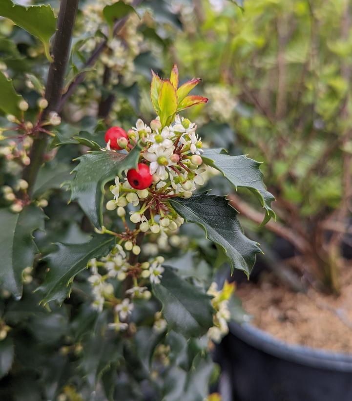 Ilex x meserveae 'Blue Princess'