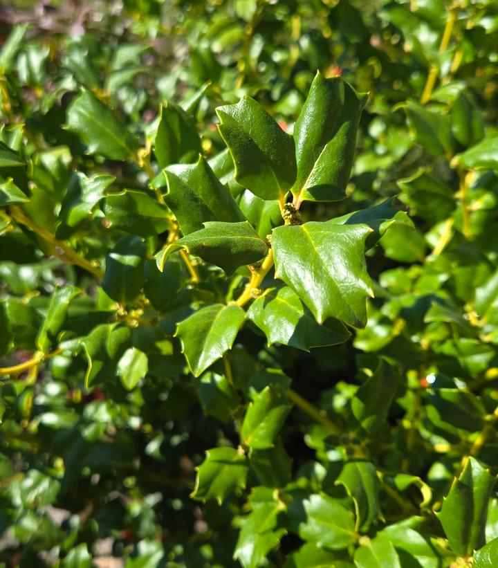 Ilex x meserveae China Girl®