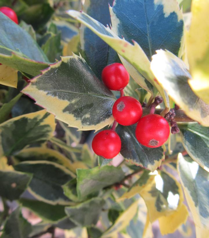Ilex x meserveae 'Honey Maid'