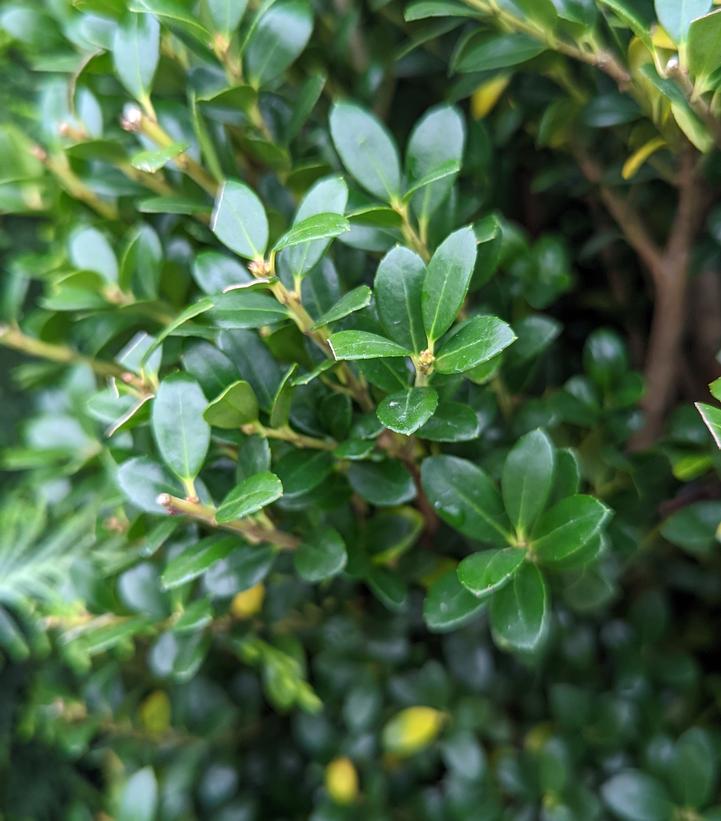 Ilex crenata 'Steeds'