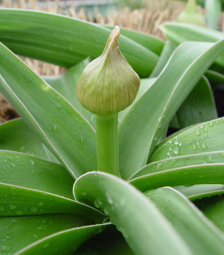 Allium x 'Globemaster'