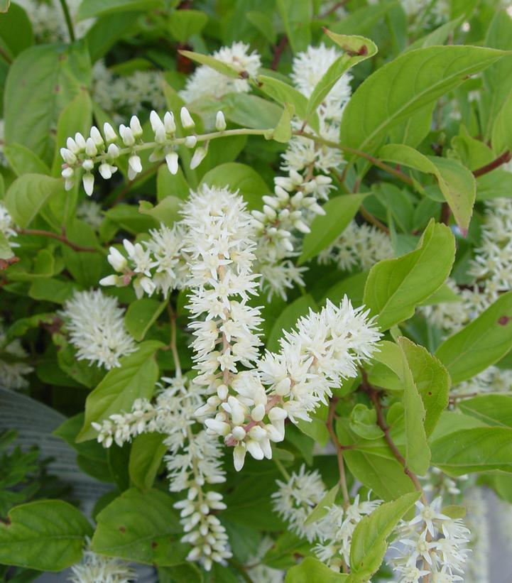 Itea virginica Little Henry®