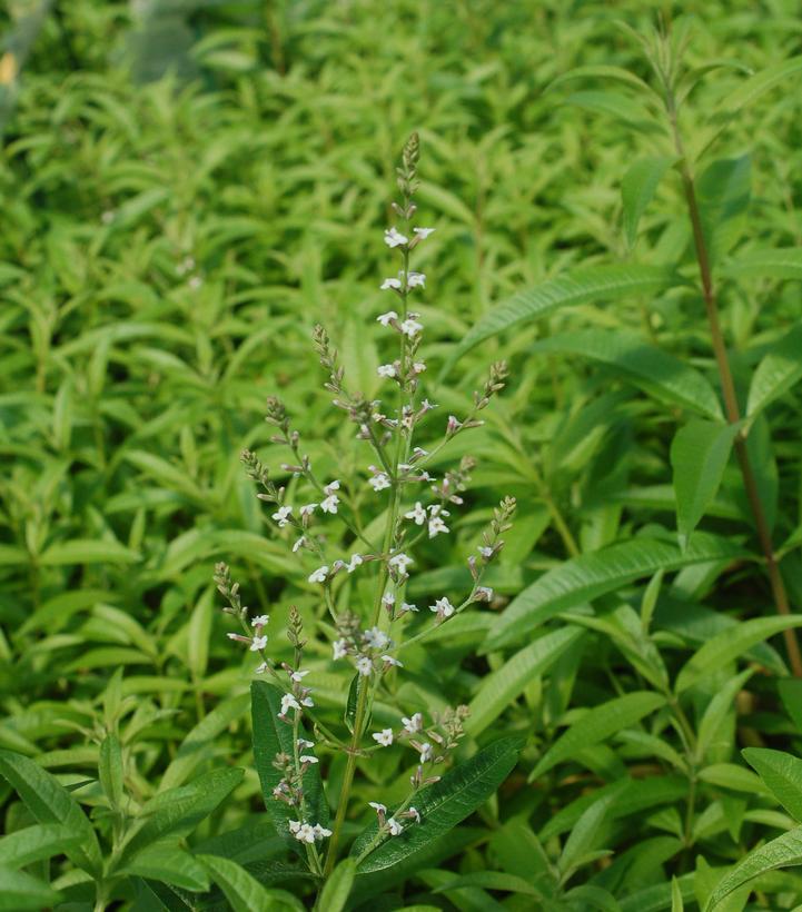 Aloysia triphylla 