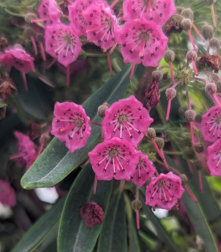 Kalmia angustifolia 