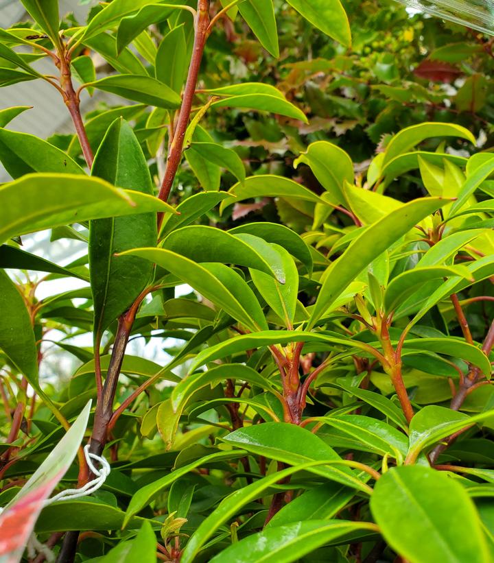 Kalmia latifolia 'Nipmuck'