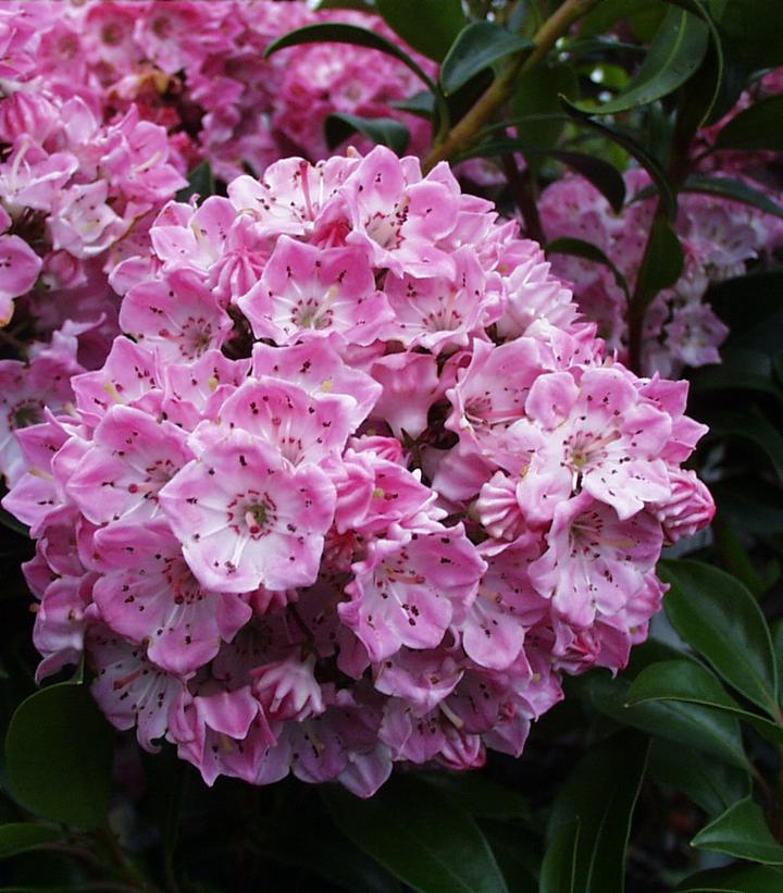 Kalmia latifolia Pink Globe