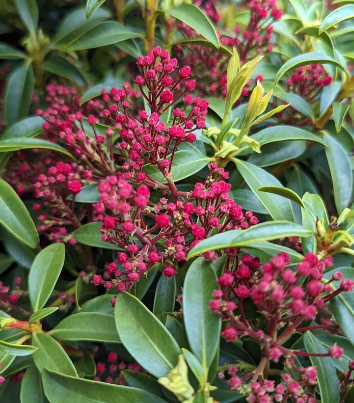 Kalmia latifolia 'Sarah'