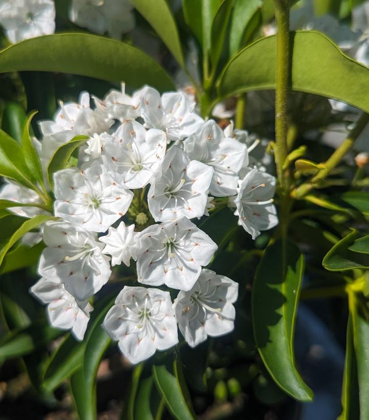 Kalmia latifolia 'Snowdrift'