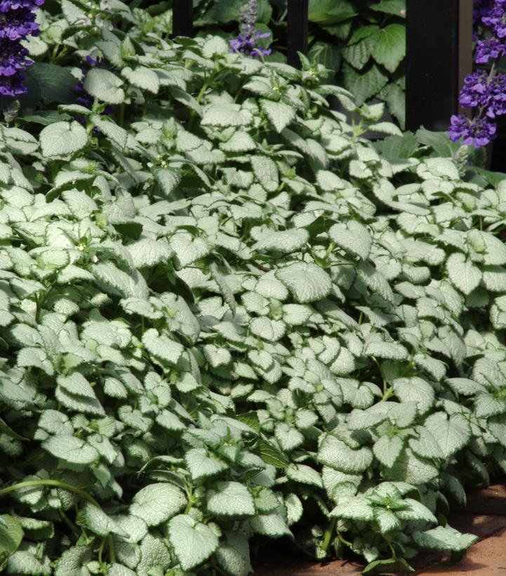 Lamium maculatum White Nancy