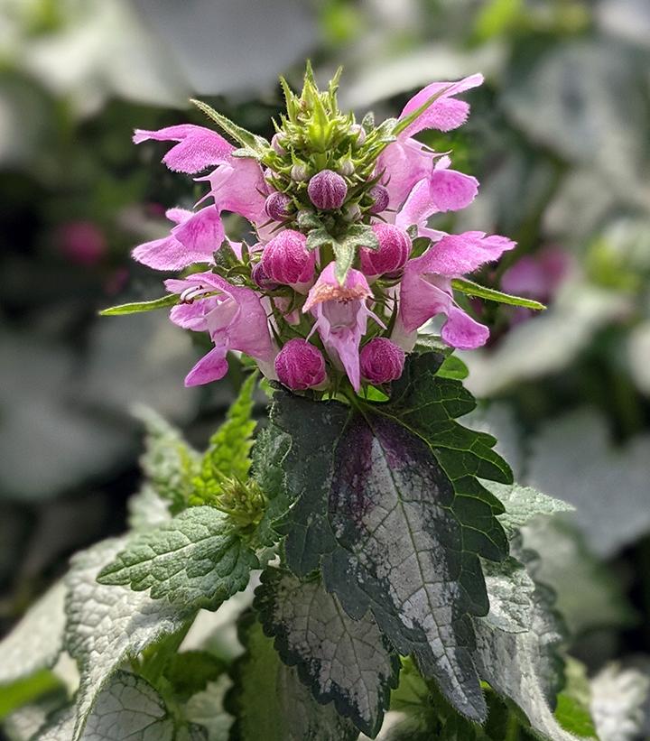 Lamium maculatum Pink Chablis