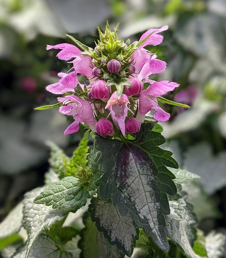 Lamium maculatum Pink Chablis Pink Chablis Dead Nettle from Prides Corner  Farms