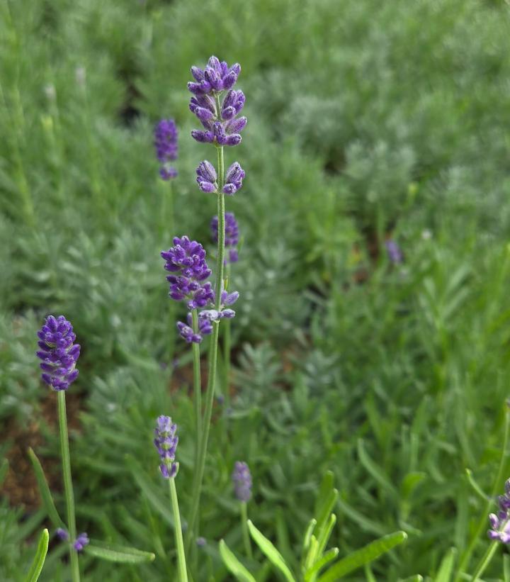 Lavandula angustifolia 'Munstead Strain'