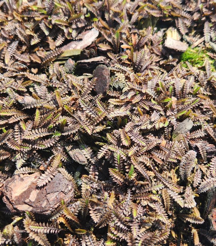 Leptinella squalida 'Platts Black'