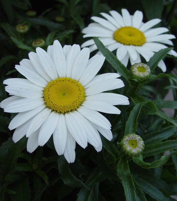 Leucanthemum superbum 'Snowcap'