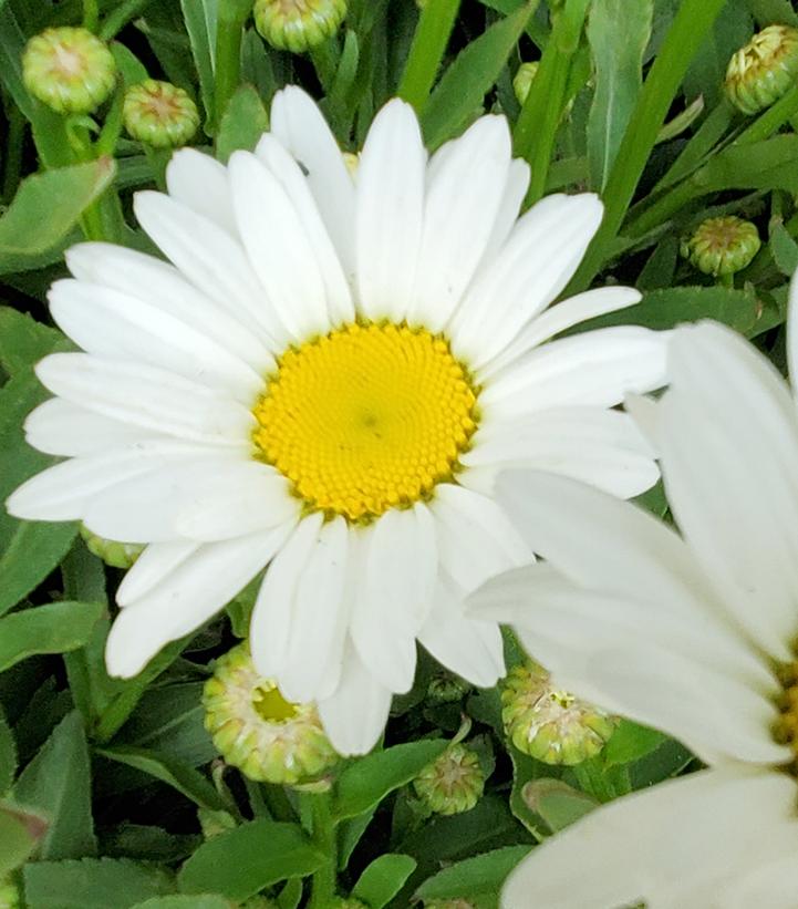 Leucanthemum x superbum 'Becky'
