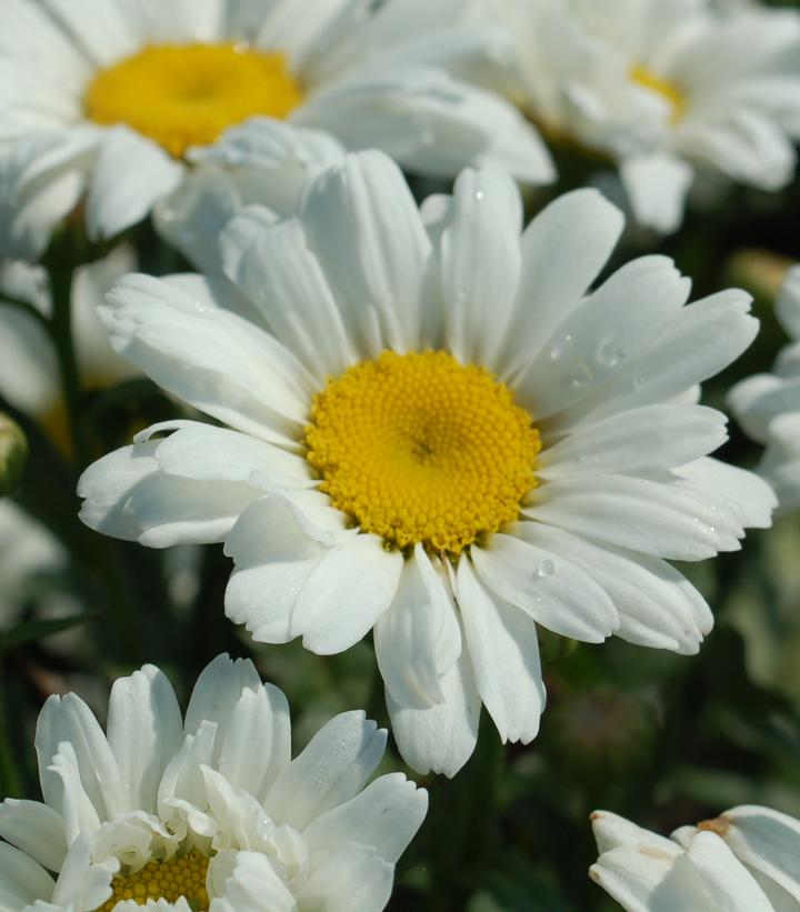 Leucanthemum superbum Daisy May™