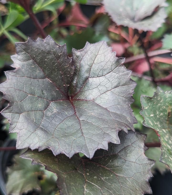 Ligularia dentata 'Britt Marie Crawford'