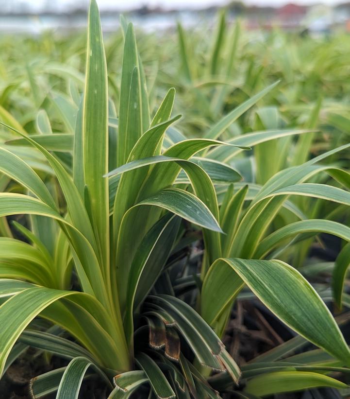 Liriope muscari 'Variegata'