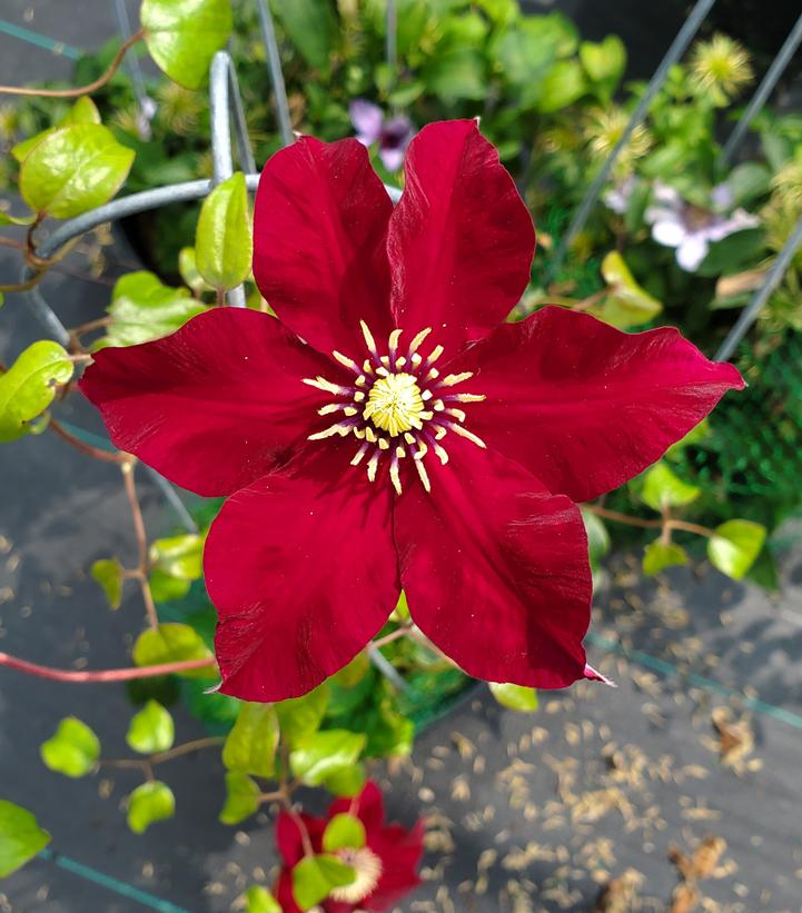 Clematis x 'Charmaine'