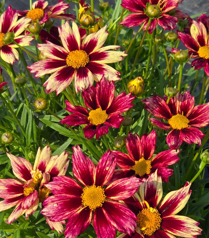 Coreopsis x Li'l Bang™ 'Starlight'
