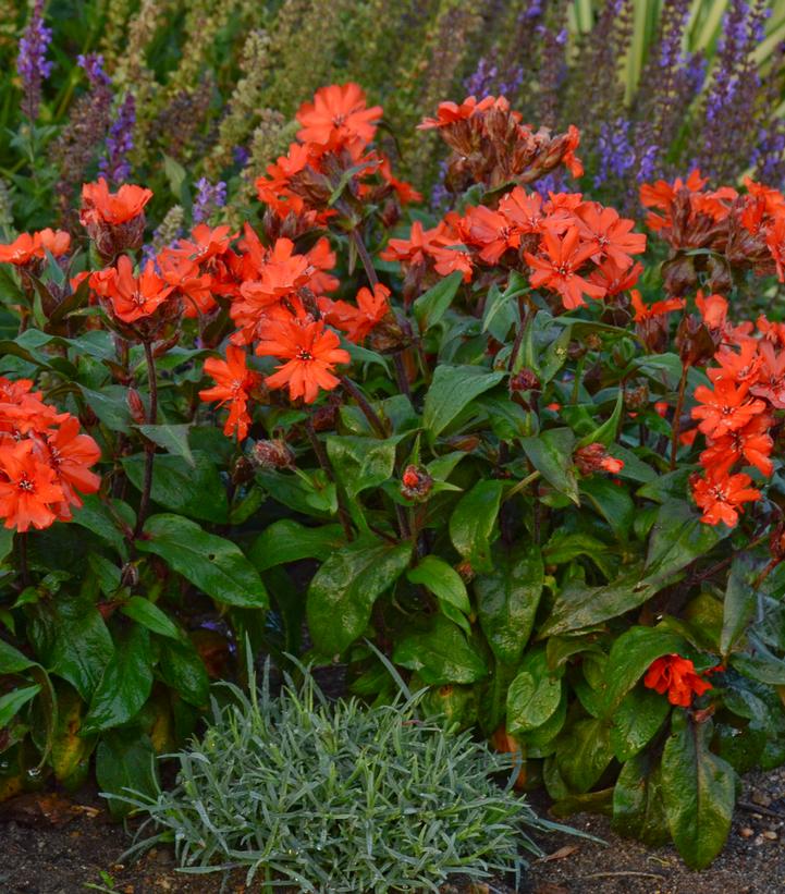 Lychnis arkwrightii 'Orange Gnome'