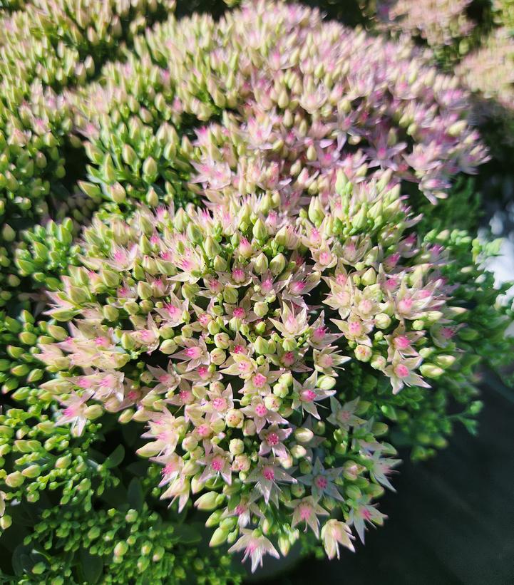 Sedum x Rock 'N Round® 'Pride and Joy'