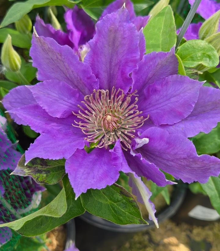 Clematis x Bijou™