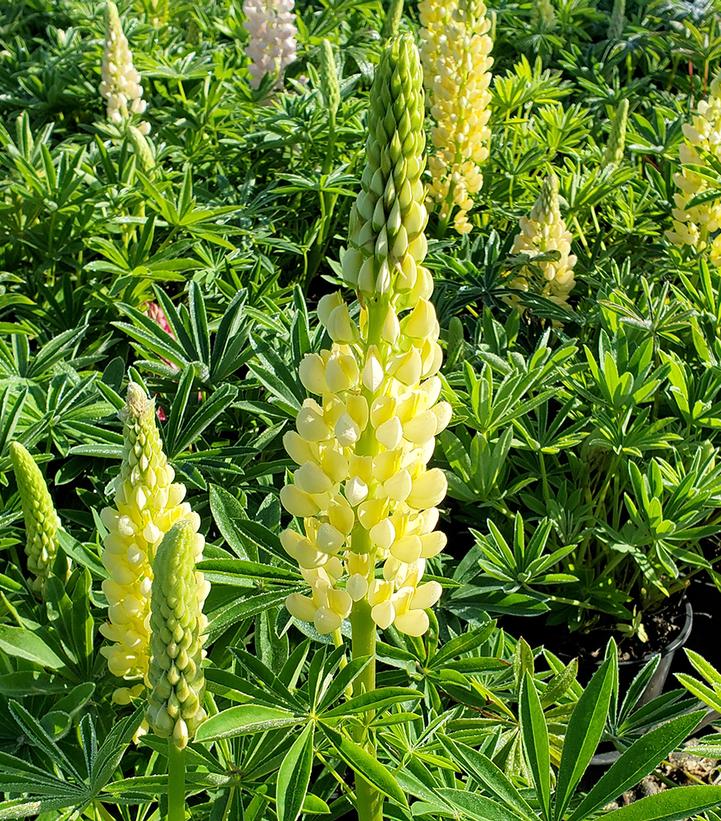 Lupinus 'Chandelier'