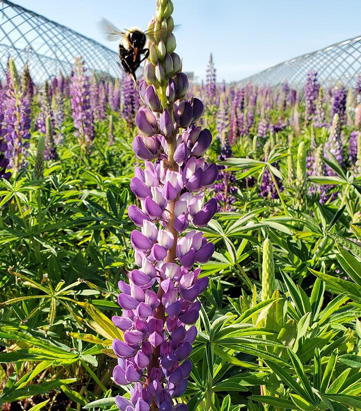 Lupinus polyphyllus 'Gallery Blue'