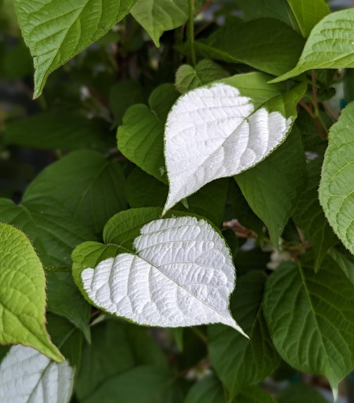 Actinidia kolomikta 'September Sun'