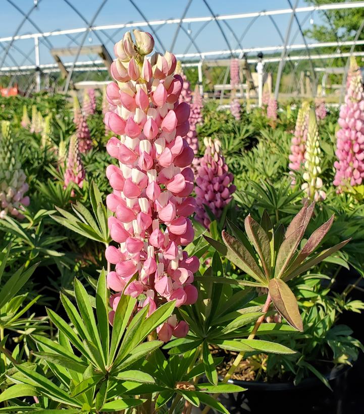 Lupinus polyphyllus 'Gallery Pink'
