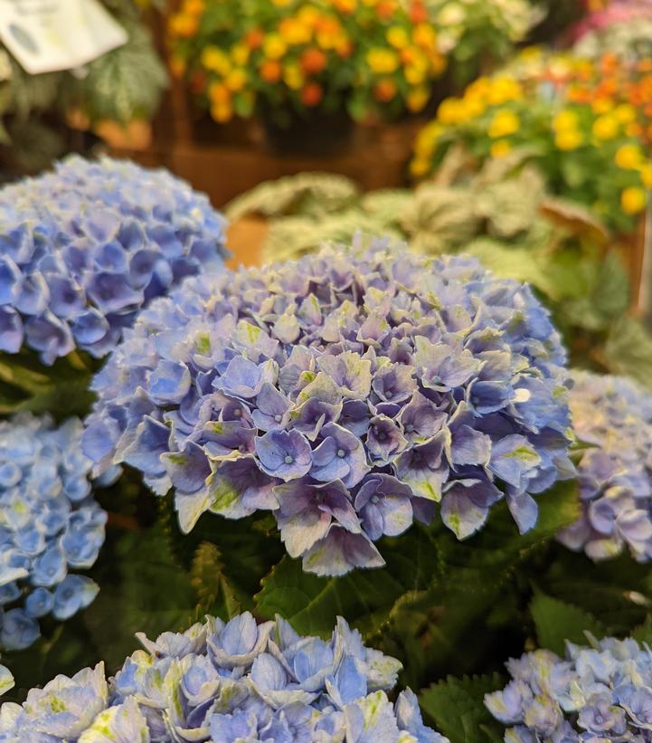 Hydrangea macrophylla Elizabeth Ashley