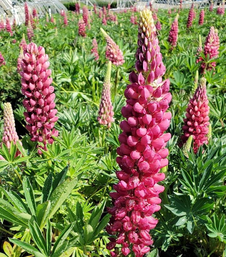 Lupinus polyphyllus 'Gallery Red'