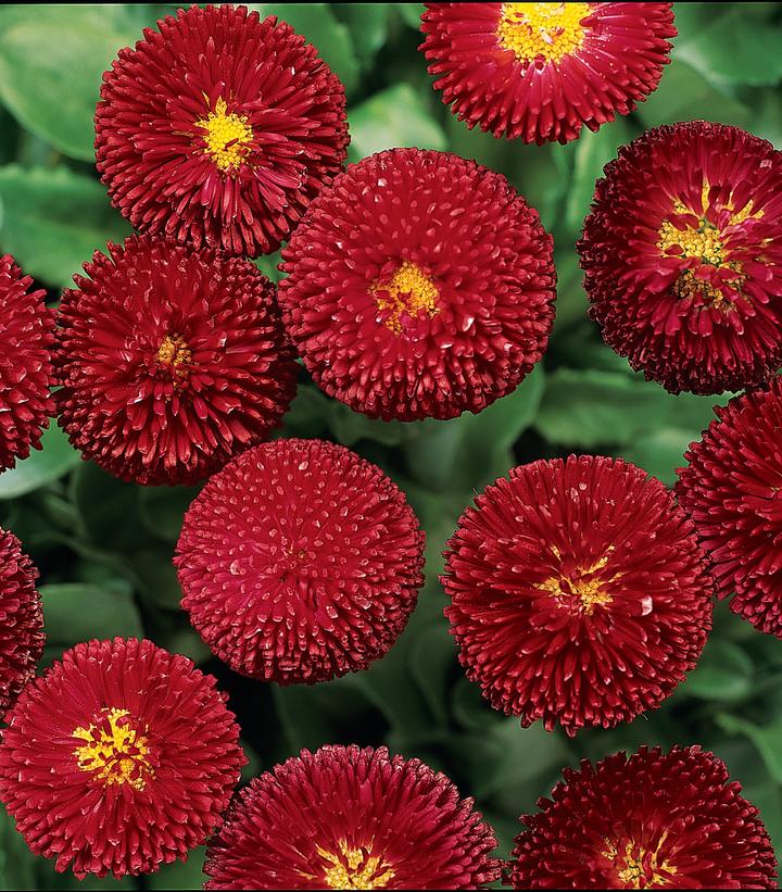 Bellis perennis Bellissima™ Red