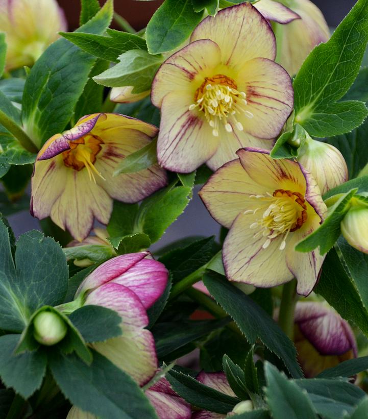 Helleborus Honeymoon® Tropical Sunset