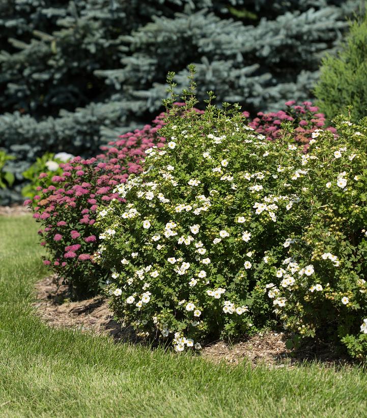 Potentilla fruticosa Creme Brulee™