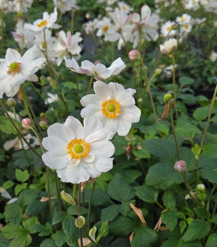 Anemone x Fantasy™ 'Snow Angel'