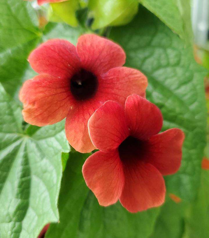 Thunbergia alata Assorted