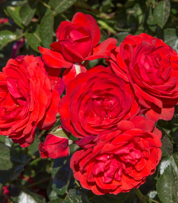 Rosa Canyon Road™ Canyon Road™ Floribunda Rose from Prides Corner Farms