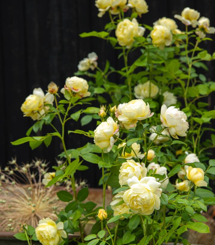 Rosa 'Vanessa Bell'
