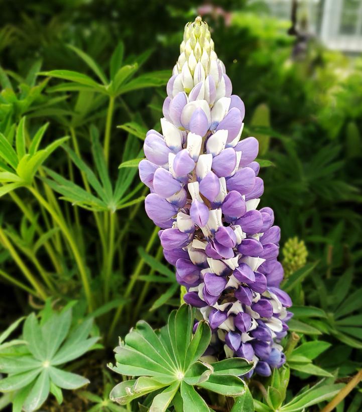 Lupinus 'The Governor'