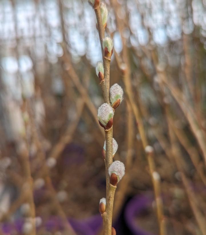 Salix candida Iceberg Alley®